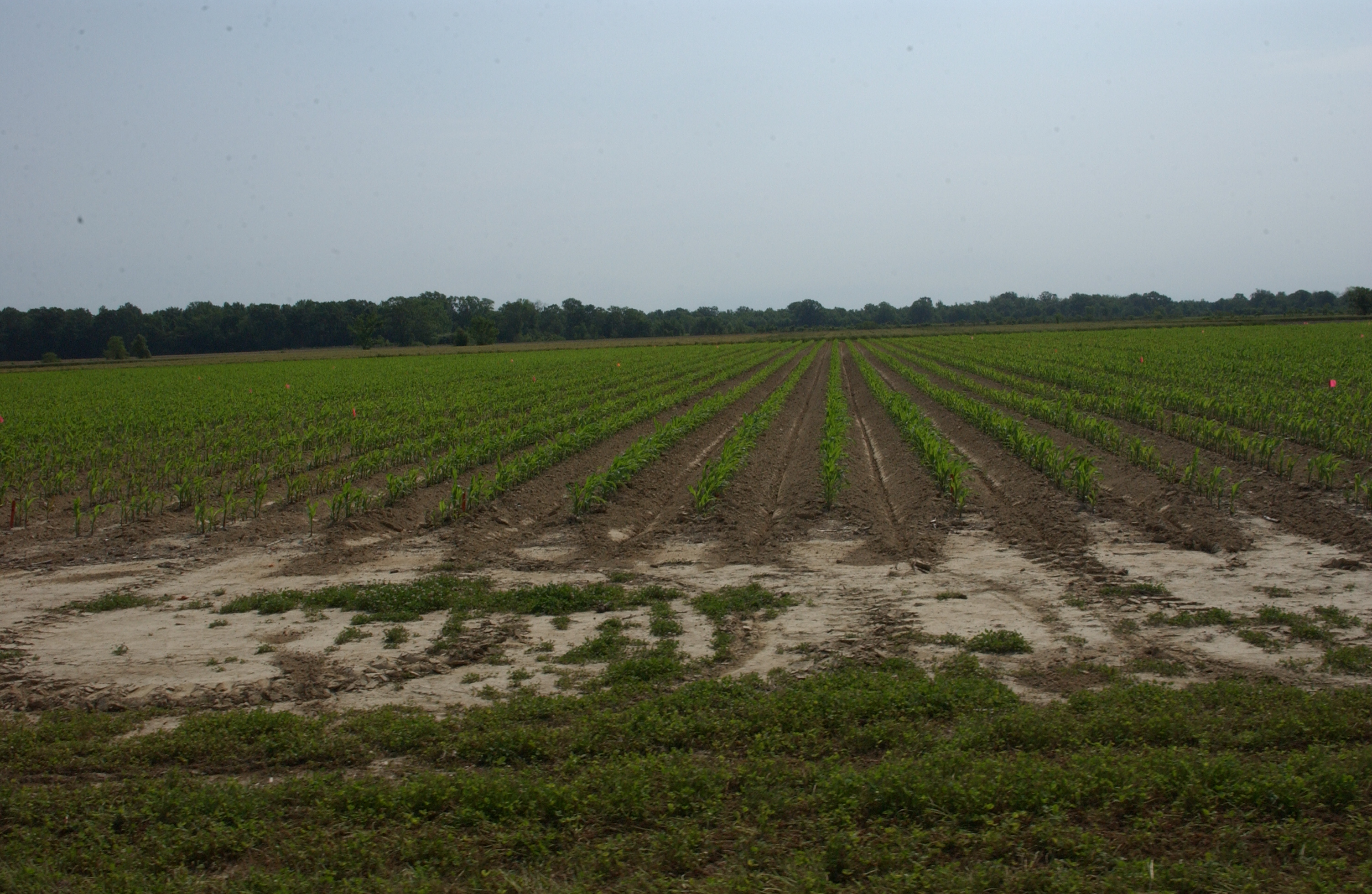 Annual crops forum set for Feb. 9 in Delhi 